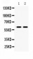 Anti-MAOB Picoband Antibody